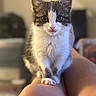 cat, kitten, tuxedo_cat, black_and_white, pet, animal, feline, whiskers, ears, blue_eyes, pink_nose, fluffy, fur, portrait, close_up, indoor, home, shoulder, sitting, blurred_background