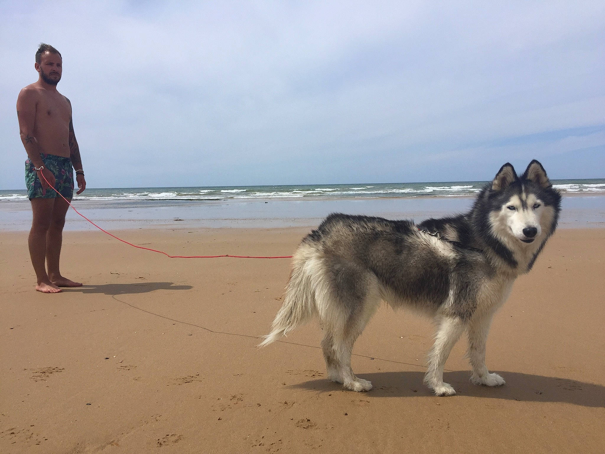 Anouk participe au concours pour gagner de l'argent avec cette photo : alaskan_malamute, canadian_eskimo_dog, canidae, carnivore, czechoslovakian_wolfdog, dog, dog_breed, east_siberian_laika, greenland_dog, mammal, native_american_indian_dog, northern_inuit_dog, sakhalin_husky, seppala_siberian_sleddog, siberian_husky, sled_dog, sporting_group, tamaskan_dog, vertebrate, wolfdog