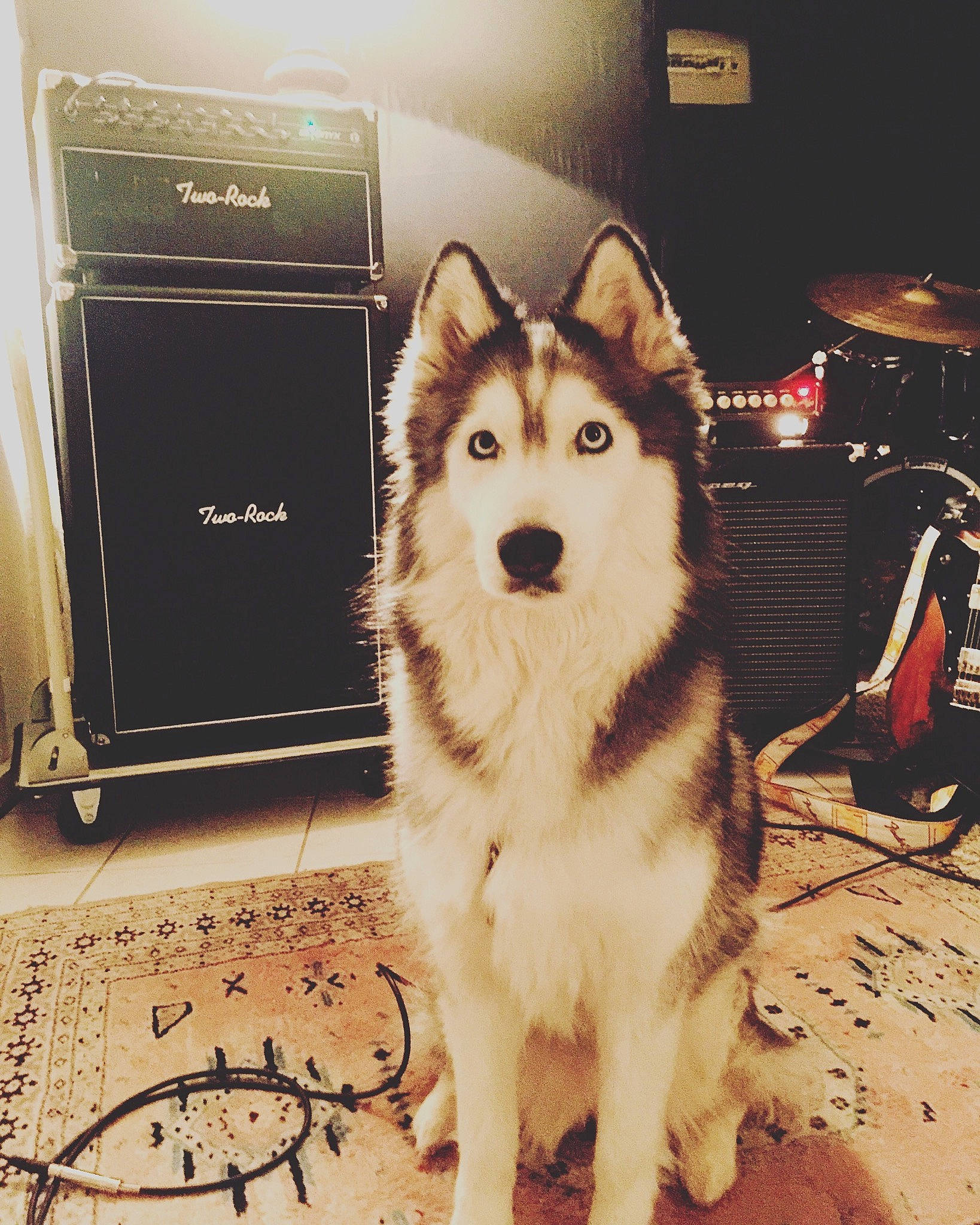 Anouk participe au concours pour gagner de l'argent avec cette photo : alaskan_malamute, canadian_eskimo_dog, canidae, carnivore, dog, dog_breed, greenland_dog, mammal, native_american_indian_dog, sakhalin_husky, seppala_siberian_sleddog, siberian_husky, sky, sled_dog, snapshot, snout, tamaskan_dog, vertebrate, wolfdog, working_dog
