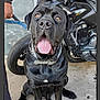Zeus joined the competition — help win amazing prizes! animal, black, black_dog, chain_collar, collar, concrete_floor, dog, happy, leash, motorcycle, outdoor, paw, person_hand, pet, reflection, sidewalk, sitting, tongue_out, vehicle, window