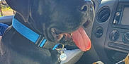 Zeus is registered to the contest to win money with this photo: animal, black_dog, blue_collar, canine, car_interior, close_up, dashboard, dog, happy, leash, panting, paper_bag, pet, pet_tag, road_trip, seat, seatbelt, sunlight, tongue_out, window
