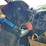 animal, black_dog, blue_collar, canine, car_interior, close_up, dashboard, dog, happy, leash, panting, paper_bag, pet, pet_tag, road_trip, seat, seatbelt, sunlight, tongue_out, window