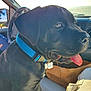 dog, puppy, black_dog, blue_collar, vehicle_interior, car_seat, sunlight, tongue_out, close_up, pet, animal, cute, domestic_animal, car_steering_wheel, paper_bag, seatbelt, daylight, window, side_view, young_dog