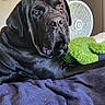 animal, bed, black_dog, blanket, calendar, comfort, dog, domestic, face, fan, fur, home, indoor, large_dog, looking, pet, plush_toy, portrait, relaxation, resting