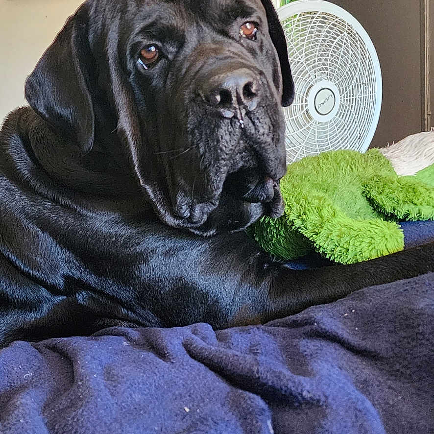 Zeus