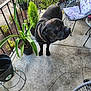animal, balcony, black_dog, chair, collar, concrete_floor, curious, cushion, daylight, dog, furniture, garden, greenery, home, outdoor, pet, plant, potted_plants, purple_cushion, railing