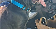 Zeus is registered to the contest to win money with this photo: black_dog, blue_collar, canine, car_interior, dashboard, dog, footwear, front_seat, happy_dog, human_hand, leash_tag, paper_bag, pet, road_trip, seat, sitting, sunlight, tongue_out, vehicle, window