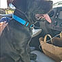 Zeus is registered to the contest to win money with this photo: dog, black_dog, blue_collar, car_interior, front_seat, paper_bag, tongue_out, pet, canine, happy_dog, sitting, vehicle, dashboard, window, sunlight, leash_tag, human_hand, footwear, seat, road_trip