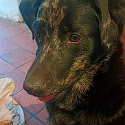 Ukulélé a rejoint le concours — aidez-le/la à gagner de superbes lots ! animal, black_dog, blanket, brown_dog, canine, close_up, companion, dog, domestic, floor, fur, home, household, indoor, looking_away, pet, pet_care, portrait, tile_floor, trash_can