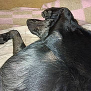 Ukulélé a rejoint le concours — aidez-le/la à gagner de superbes lots ! dog, sleeping, black_dog, pet, animal, fur, bed, blanket, resting, cozy, domestic_animal, indoors, relaxation, canine, mammal, comfort, quiet, peaceful, close_up, laying_down