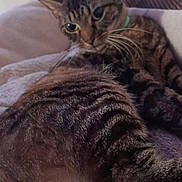 Elise participe au concours pour gagner de l'argent avec cette photo : cat, tabby_cat, pet, animal, feline, indoor, blanket, resting, fur, whiskers, ears, eyes, soft_texture, relaxed, curious, closeup, home, cozy, mammal, sleepy