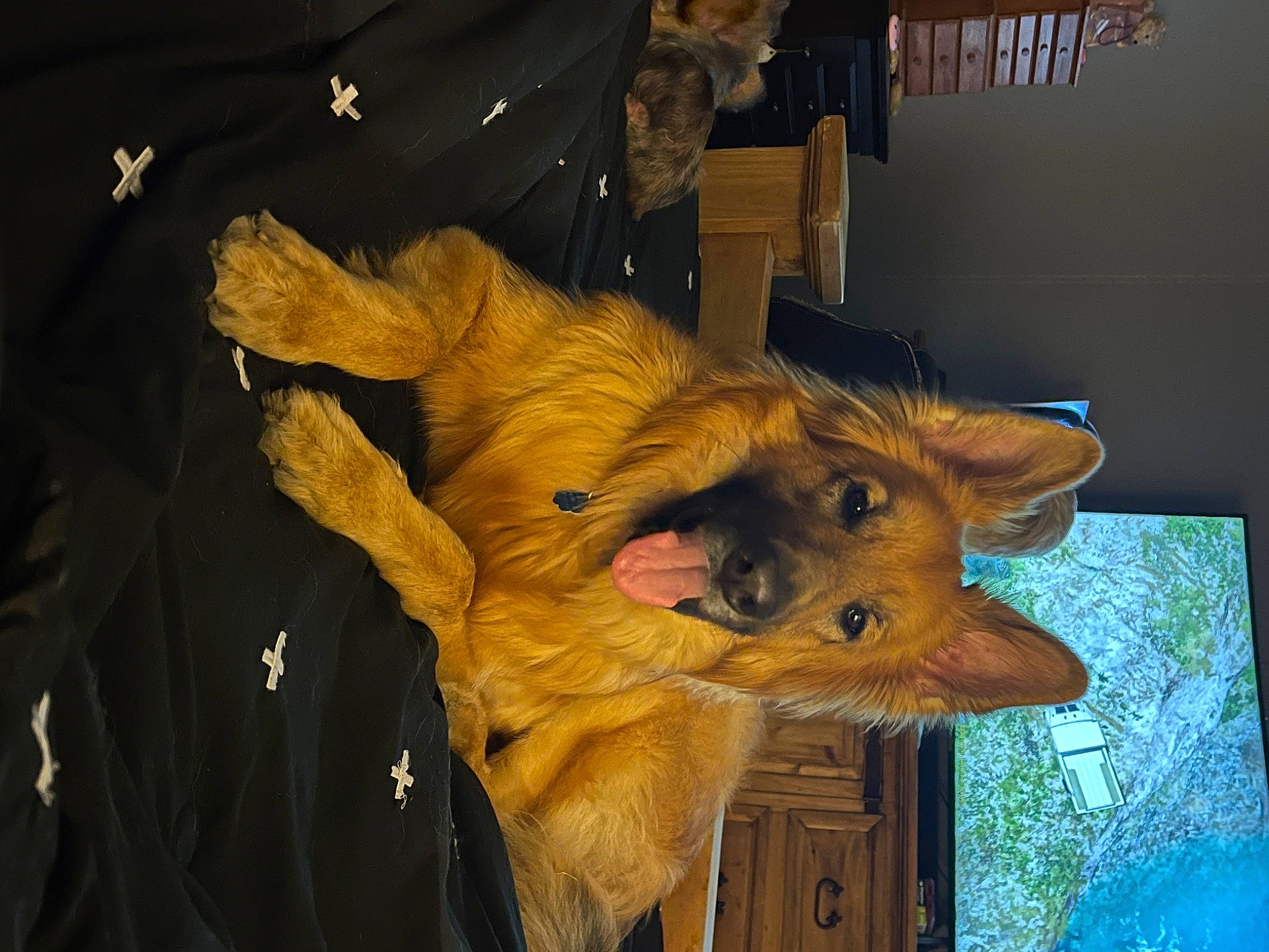 Mia is registered to the contest to win money with this photo: art, canidae, dog_breed, event, fawn, fur, fur_clothing, moose, natural_material, snout, sporting_group, whiskers, wood, working_animal