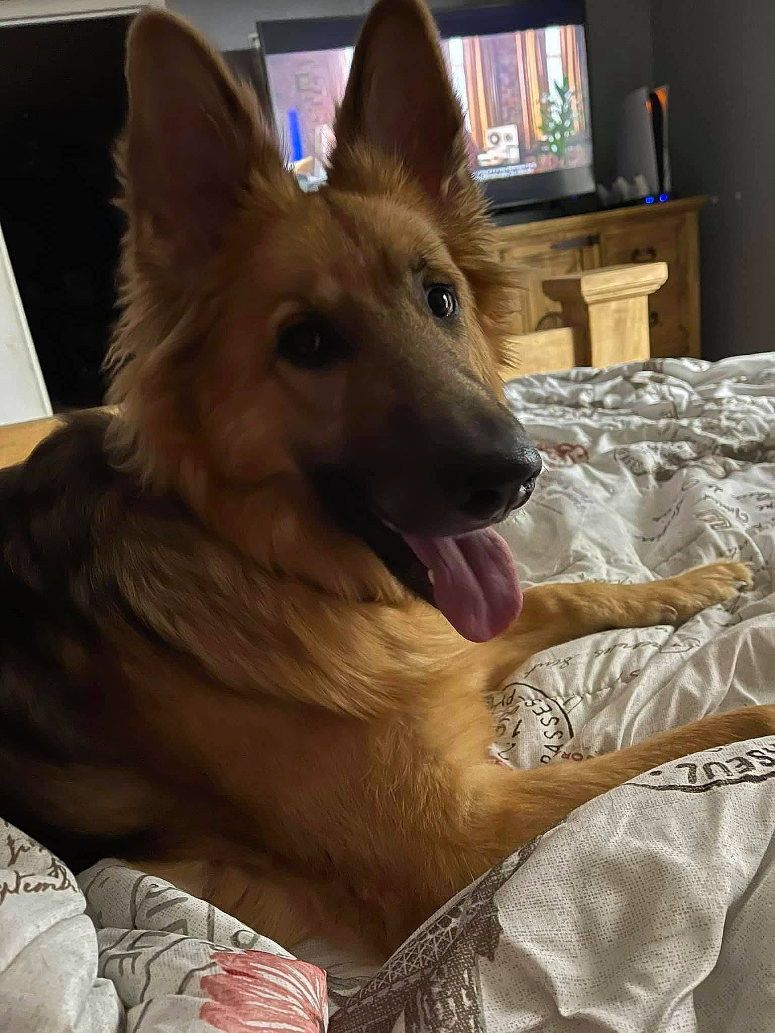 Mia joined the competition — help win amazing prizes! canidae, canis, carnivore, companion_dog, computer_monitor, dog, dog_breed, dog_supply, east_european_shepherd, fawn, flooring, fur, german_shepherd_dog, herding_dog, king_shepherd, snout, spitz, sporting_group, whiskers, wood