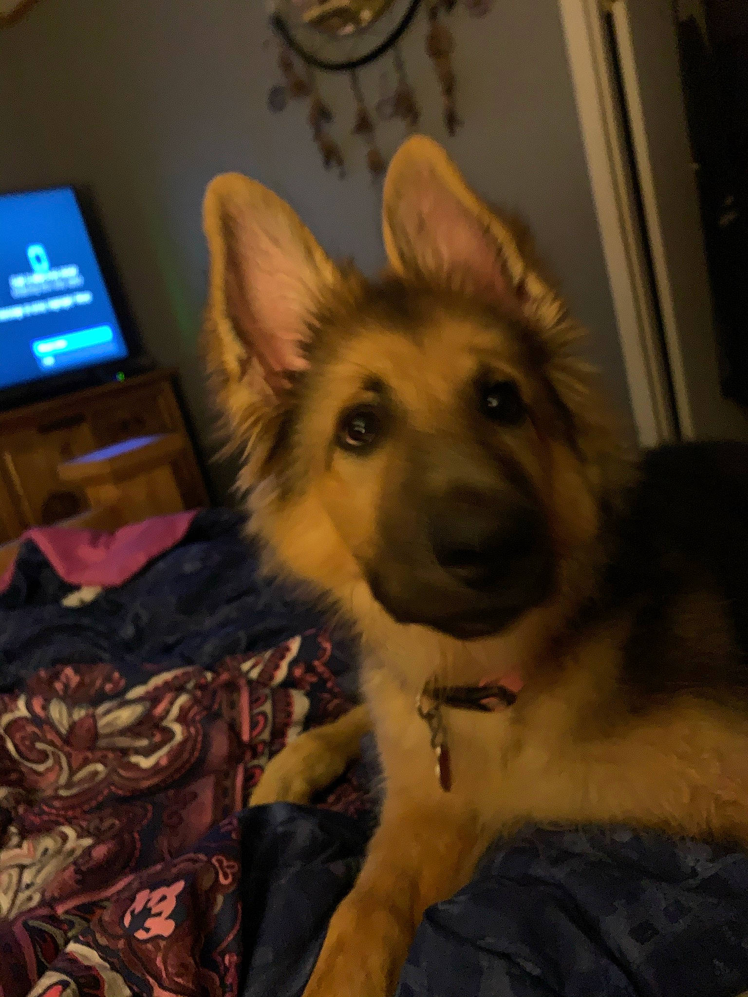 Mia is registered to the contest to win money with this photo: cable_television, canidae, carnivore, comfort, companion_dog, dog, dog_breed, ear, east_european_shepherd, fawn, flooring, fur, herding_dog, king_shepherd, picture_frame, room, snout, sporting_group, television, whiskers