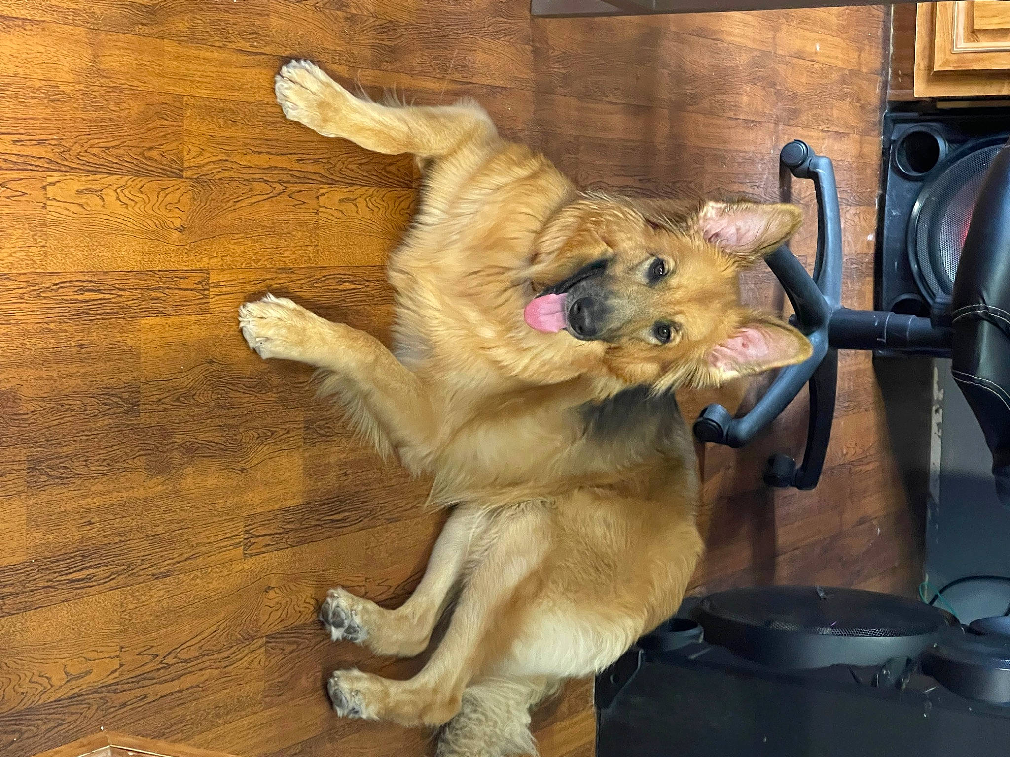 Mia joined the competition — help win amazing prizes! canidae, carnivore, claw, collar, companion_dog, dog, dog_breed, fawn, flooring, fur, hardwood, home_appliance, kitchen_appliance, paw, plank, snout, sporting_group, tail, wood, working_animal