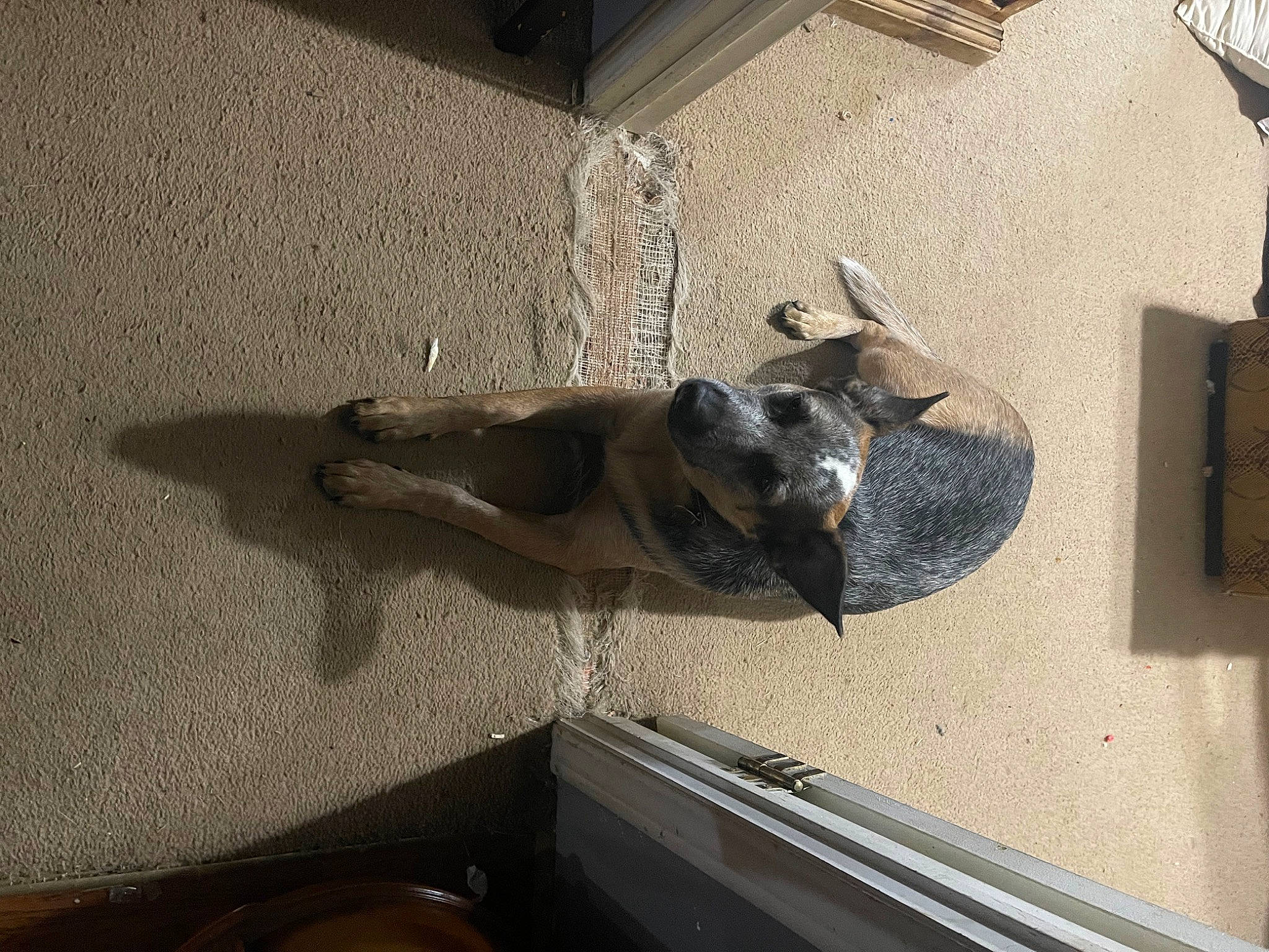 Ozzy is registered to the contest to win money with this photo: art, carnivore, ceiling, comfort, dog, dog_breed, fawn, flooring, hardwood, metal, plywood, room, sculpture, shadow, sporting_group, wood