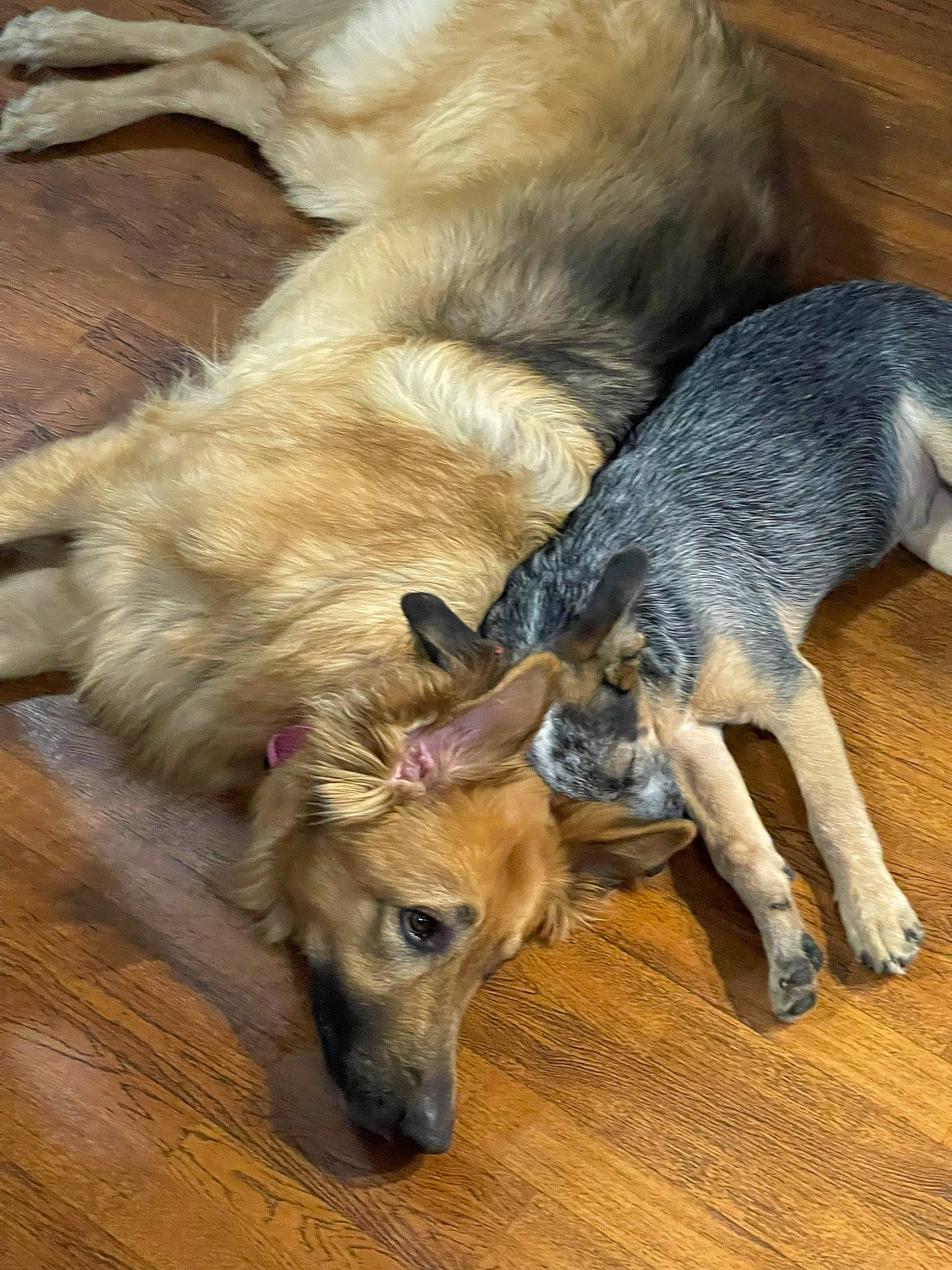 Ozzy joined the competition — help win amazing prizes! canidae, carnivore, claw, companion_dog, dog, dog_breed, fawn, flooring, fur, hardwood, paw, snout, sporting_group, tail, terrestrial_animal, varnish, wildlife, wood, wood_stain