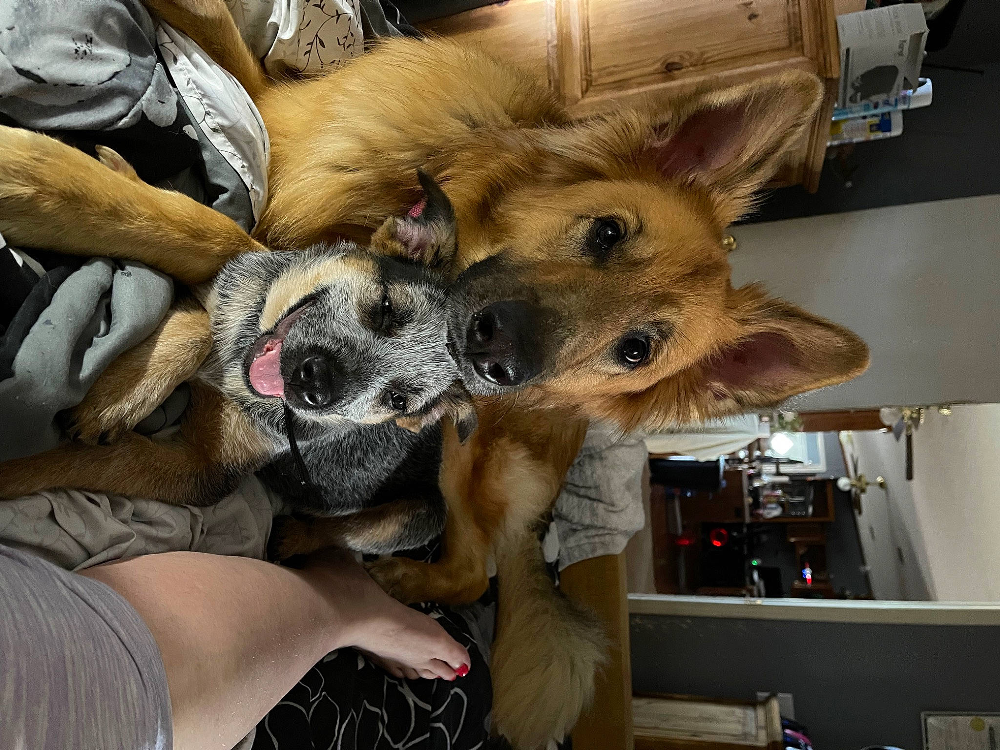 Ozzy joined the competition — help win amazing prizes! canidae, carnivore, comfort, companion_dog, dog, dog_breed, ear, fawn, felidae, fur, paw, snout, sporting_group, toy_dog, whiskers, working_animal