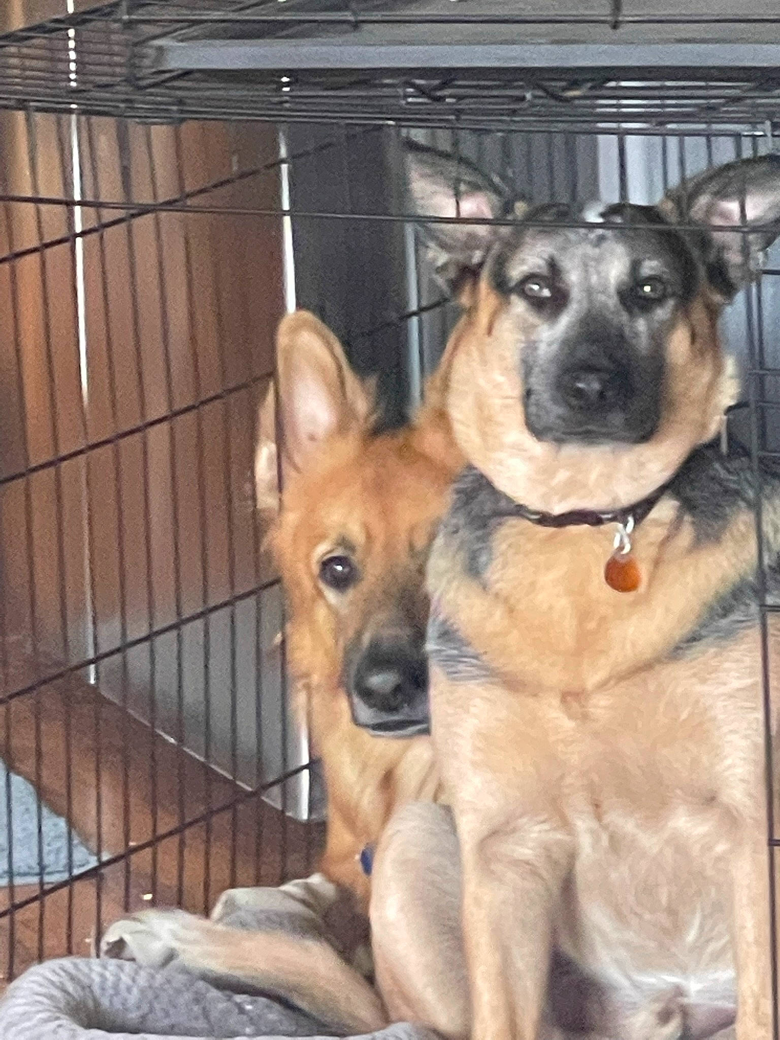 Ozzy joined the competition — help win amazing prizes! animal_shelter, carnivore, companion_dog, dog, dog_breed, door, fawn, fur, german_shepherd_dog, guard_dog, herding_dog, paw, pet_supply, snout, terrestrial_animal, whiskers, working_animal, working_dog