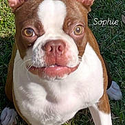 Sophie is registered to the contest to win money with this photo: dog, brown, white, grass, pet, canine, outdoor, cute, portrait, face, ears, animal, mammal, nose, tongue, paw, fur, looking, sitting, sunlight