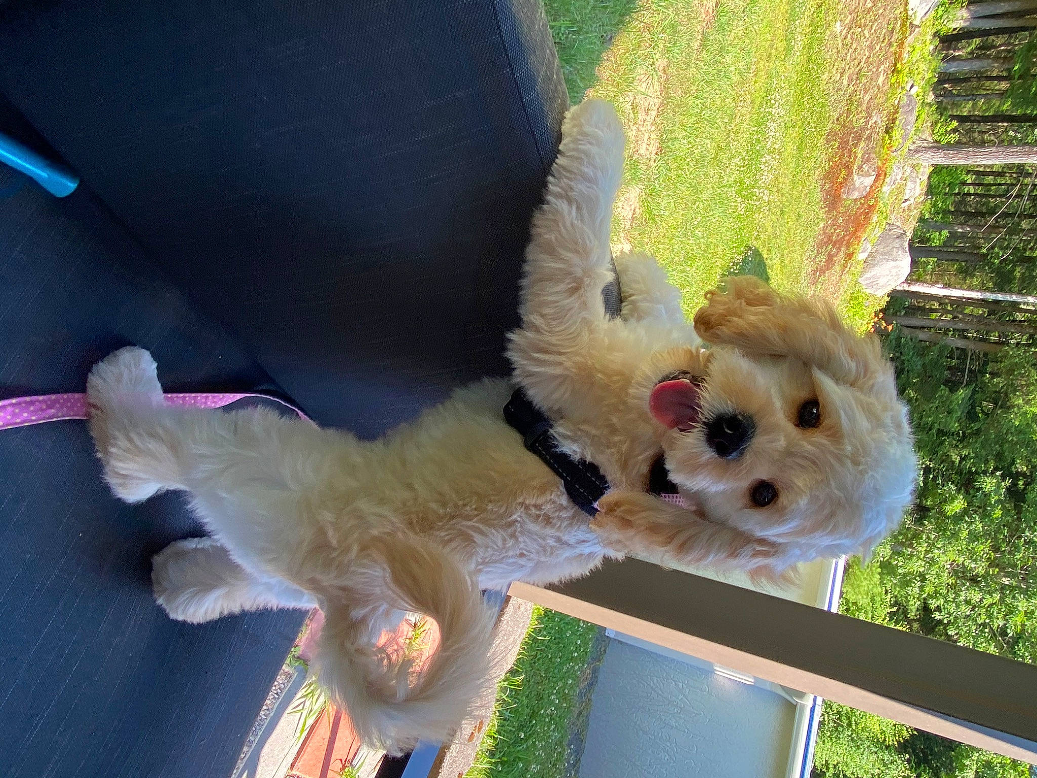 Nelli is registered to the contest to win money with this photo: canidae, carnivore, companion_dog, dog, dog_breed, dog_clothes, dog_supply, fawn, fur, grass, labradoodle, plush, poodle, sporting_group, stuffed_toy, sunglasses, tail, terrier, toy, toy_dog