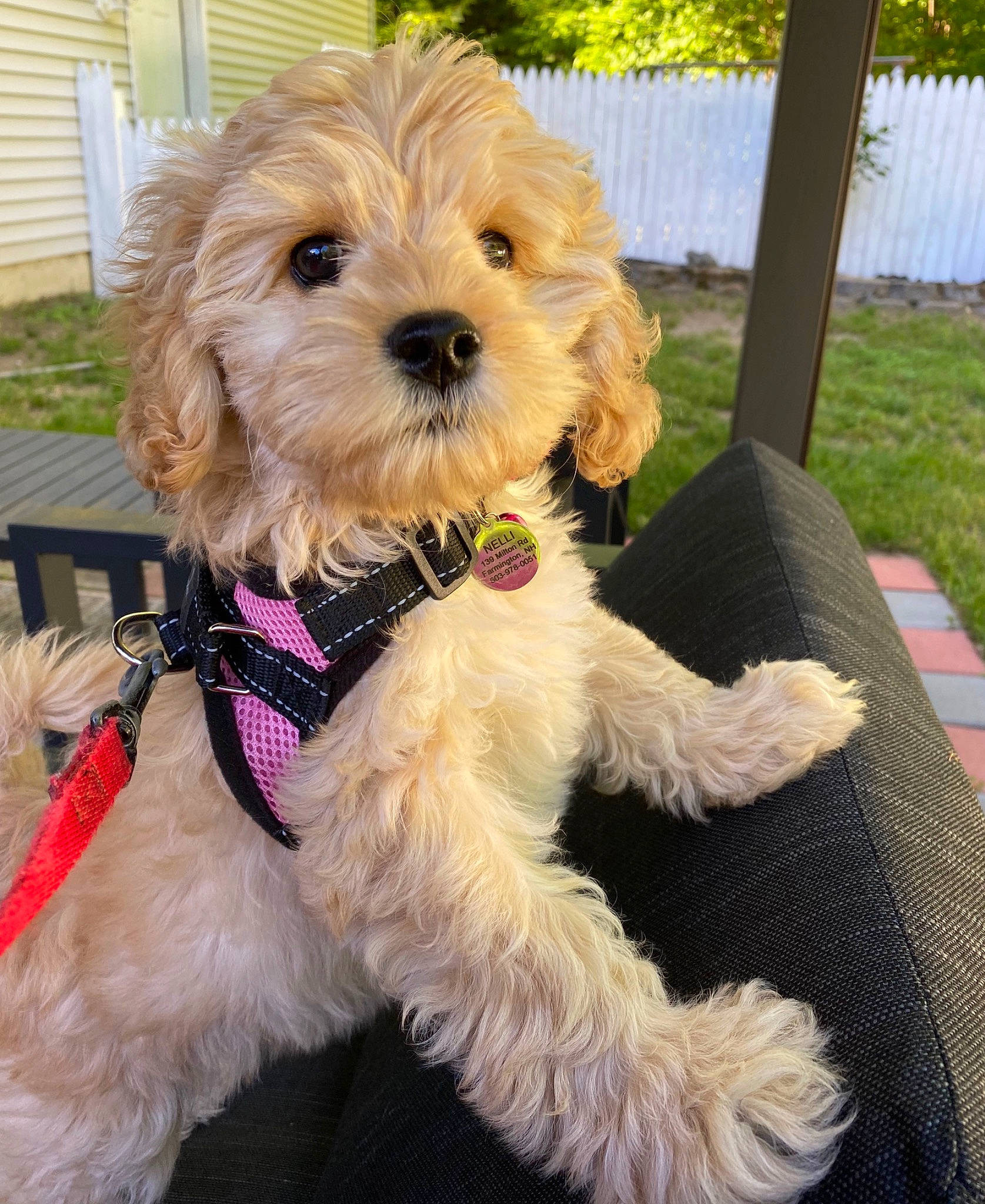 Nelli joined the competition — help win amazing prizes! carnivore, collar, companion_dog, dog, dog_breed, dog_clothes, dog_collar, dog_supply, fashion_accessory, fawn, firefighter, leash, personal_protective_equipment, plant, small_terrier, snout, sporting_group, terrier, toy_dog, working_animal