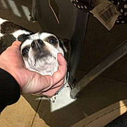 Lucky participe au concours pour gagner de l'argent avec cette photo : baggage, boston_terrier, bulldog, canidae, carnivore, companion_dog, dog, dog_breed, fawn, leather, non_sporting_group, pet_supply, puppy, snout, toy_dog, working_animal, working_dog