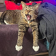 Jay Jay is registered to the contest to win money with this photo: animal, blanket, cat, claws, collar, couch, cozy, domestic, fur, furniture, indoor, pet, pillow, red_pillow, relaxed, stretching, tabby, whiskers, white_paws, yawning