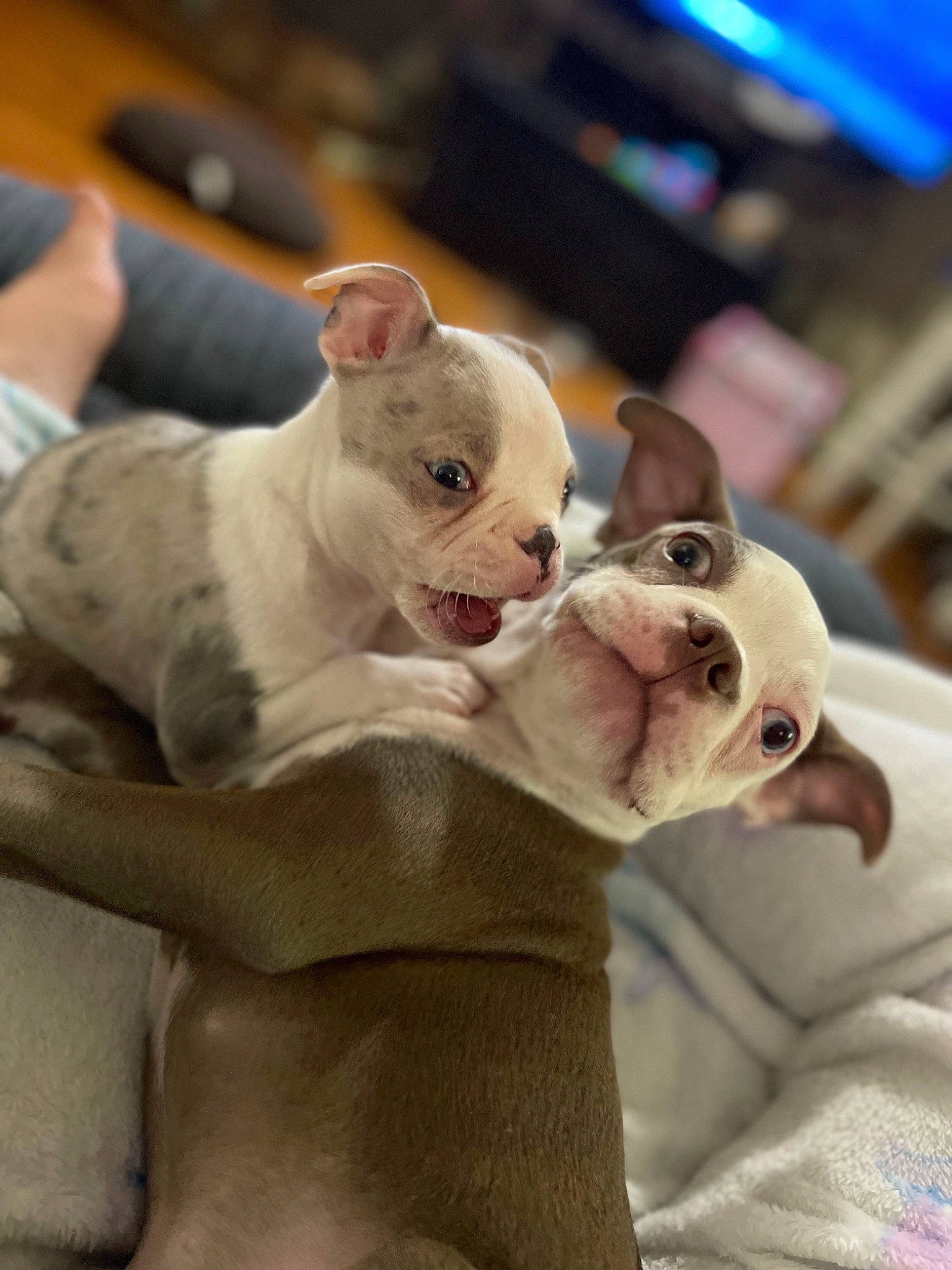 Liberty joined the competition — help win amazing prizes! canidae, carnivore, comfort, companion_dog, dog, dog_breed, ear, fawn, felidae, fur, mammal, non_sporting_group, paw, snout, terrestrial_animal, toy, toy_dog, whiskers, working_animal, wrinkle