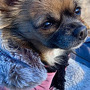 Lilli a rejoint le concours — aidez-le/la à gagner de superbes lots ! dog, small_dog, fur, close_up, jacket, pink_jacket, fluffy_collar, outdoor, portrait, pet, canine, fur_texture, animal, cute, dog_face, winter_clothing, furry, looking_away, daylight, soft_light