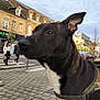 dog, black_dog, harness, sidewalk, pavement, urban, street, people, crosswalk, buildings, cloudy_sky, daytime, outdoor, canine, pet, walking, town, city, animal, background