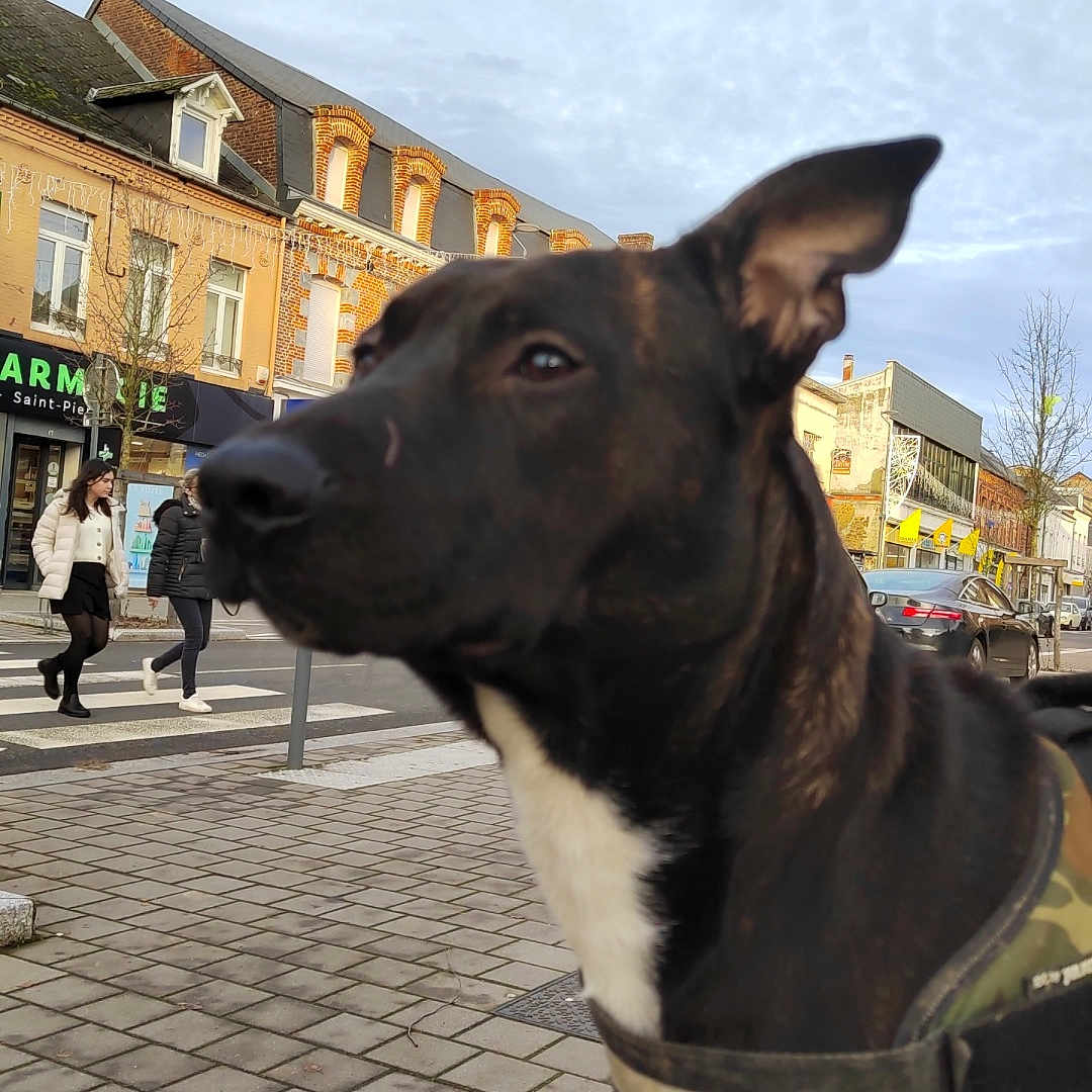 Hisoka participe au concours pour gagner de l'argent avec cette photo : animal, background, black_dog, buildings, canine, city, cloudy_sky, crosswalk, daytime, dog, harness, outdoor, pavement, people, pet, sidewalk, street, town, urban, walking