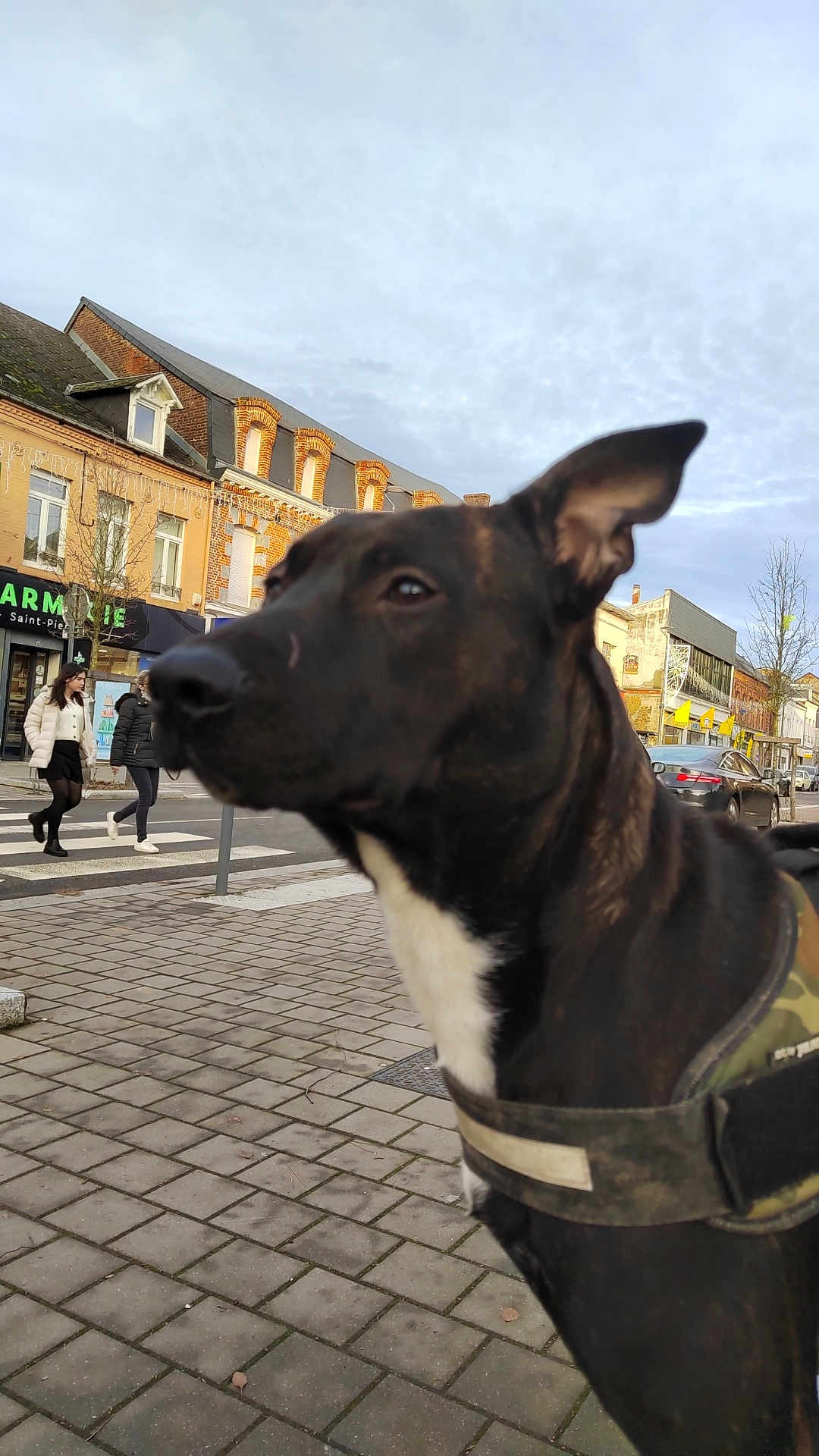 Hisoka participe au concours pour gagner de l'argent avec cette photo : dog, black_dog, harness, sidewalk, pavement, urban, street, people, crosswalk, buildings, cloudy_sky, daytime, outdoor, canine, pet, walking, town, city, animal, background