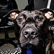 Hisoka participe au concours pour gagner de l'argent avec cette photo : dog, black_dog, close_up, indoor, chair, fan, bag, tile_floor, curious, furniture, pet, animal, looking, ears, snout, room, household_items, background, eyes, fur