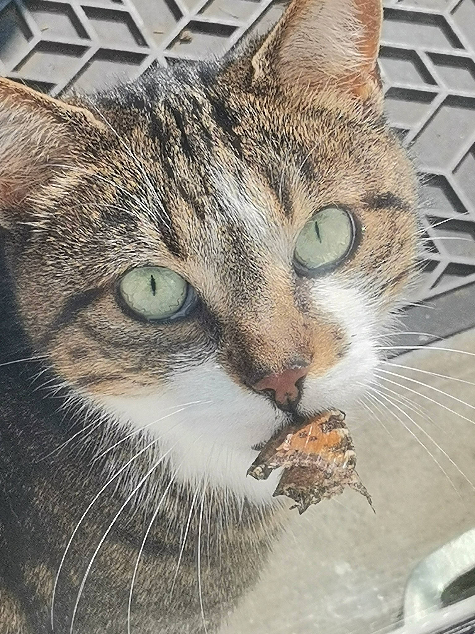 Melba participe au concours pour gagner de l'argent avec cette photo : art, carnivore, cat, close_up, domestic_short_haired_cat, eye, felidae, fur, grass, head, illustration, organism, paw, photo_caption, small_to_medium_sized_cats, snout, terrestrial_animal, whiskers, wildlife, window