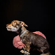 Coco joined the competition — help win amazing prizes! accessory, animal, black_background, canine, collar, companion, cute, dog, domestic_animal, fur, furry, paw_protectors, paw_wrappers, pet, pink_cushion, portrait, side_profile, sitting, small_dog, studio_shot