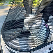 Benson is registered to the contest to win money with this photo: cat, pet, animal, stroller, pet_stroller, mesh, screen, outdoor, sunlight, path, park, feline, fur, lying_down, travel, carrier, black_and_white, purple_collar, portrait, companion_animal