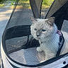 cat, pet, animal, stroller, pet_stroller, mesh, screen, outdoor, sunlight, path, park, feline, fur, lying_down, travel, carrier, black_and_white, purple_collar, portrait, companion_animal