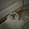 Benson is registered to the contest to win money with this photo: cat, white_cat, fluffy, long_hair, pet, animal, feline, face, eyes, tongue, whiskers, ears, indoors, blanket, couch, relaxed, lying_down, portrait, dim_lighting, home