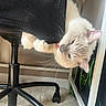 Benson joined the competition — help win amazing prizes! cat, kitten, cream_fur, fluffy, blue_eyes, whiskers, pink_ears, upside_down, playful, office_chair, chair, furniture, wheels, carpet, indoor, home, desk_area, closeup, pet, funny_pose