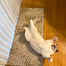 cat, feline, cream_cat, fluffy, lying_down, sprawled, pet, animal, rug, wooden_floor, indoor, home, blinds, window, relaxed, playful, paws, tail, portrait, photography