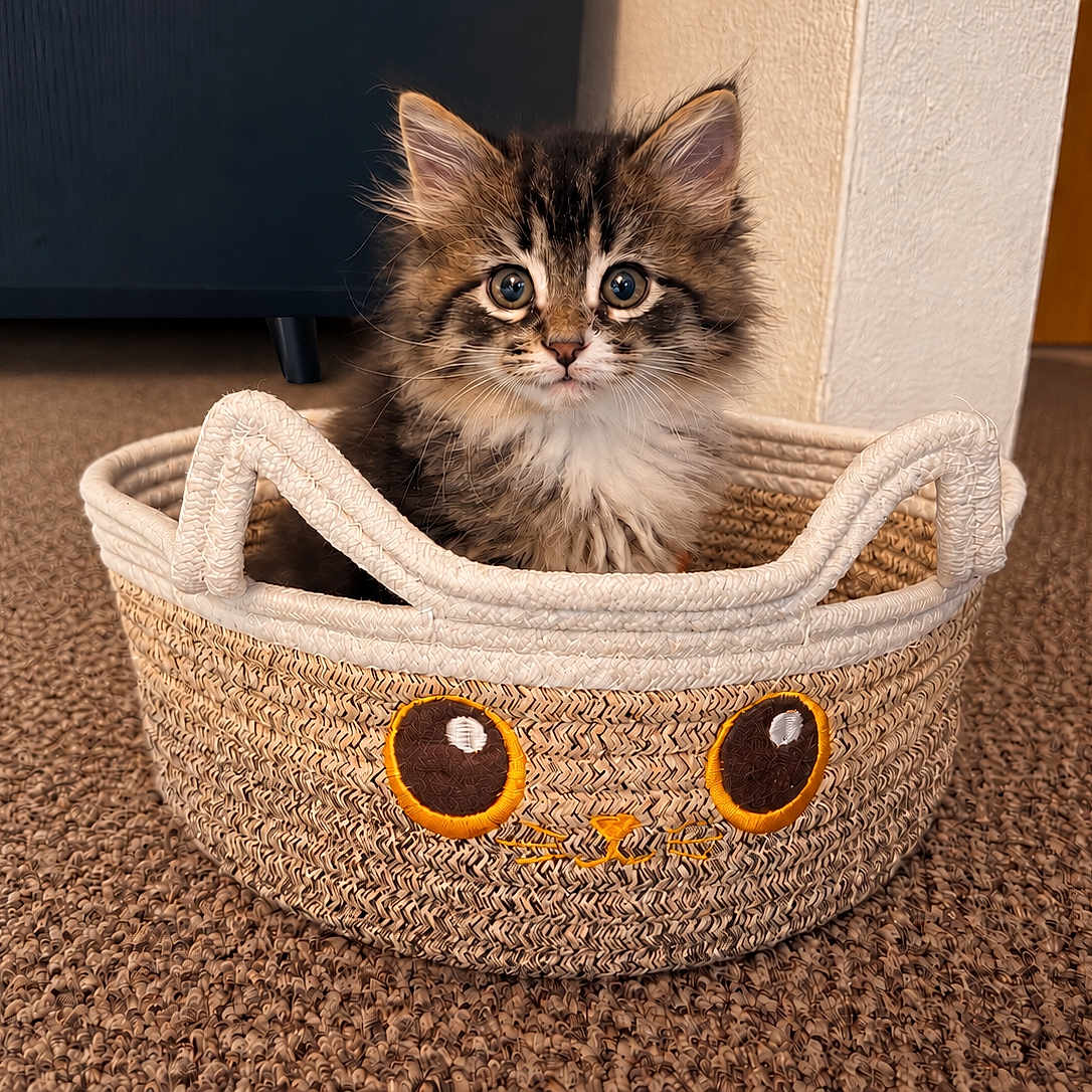 Snickers joined the competition — help win amazing prizes! kitten, cat, fluffy, long_hair, tabby, brown, white, blue_eyes, animal, pet, basket, woven, carpet, indoor, home, portrait, cute, sitting, curious, adorable