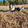 dog, outdoor, grass, field, nature, animal, canine, sunlight, trees, pine_trees, blue_sky, laying_down, fur, pet, mammal, wildlife, daylight, relaxing, landscape, scenery