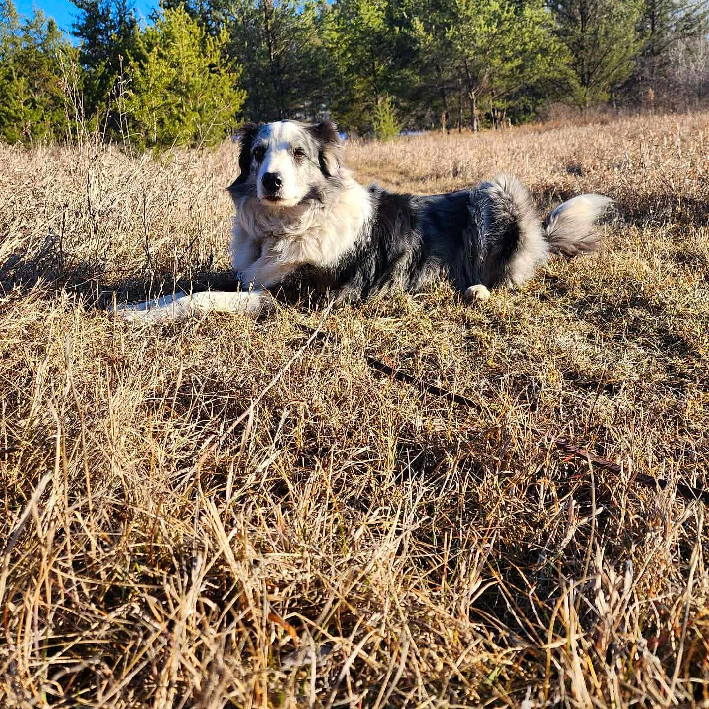 Loki
