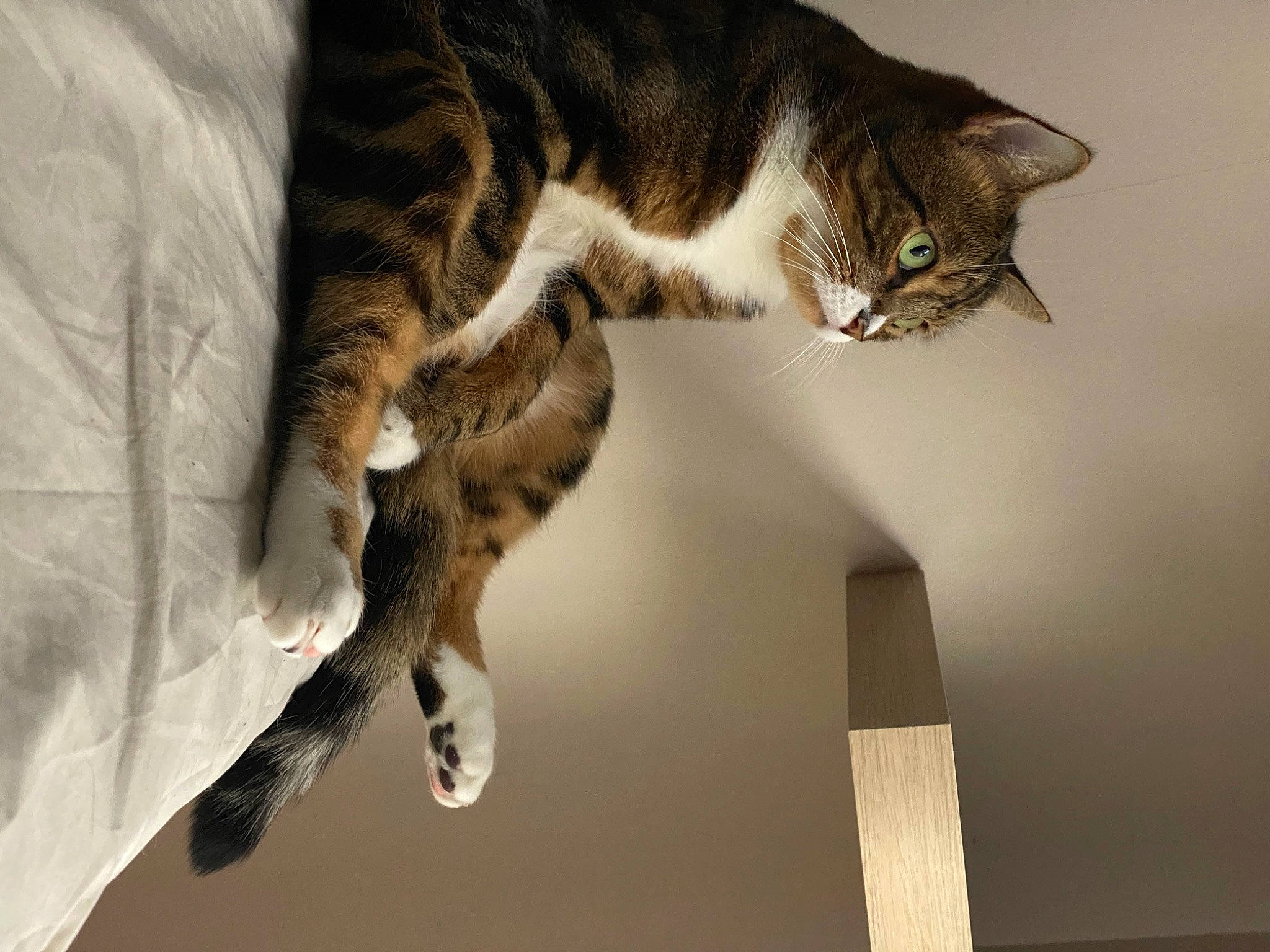 Piwee a rejoint le concours — aidez-le/la à gagner de superbes lots ! carnivore, cat, cat_supply, comfort, domestic_short_haired_cat, door, felidae, fur, hardwood, paw, room, small_to_medium_sized_cats, snout, tail, terrestrial_animal, tree, vertebrate, whiskers, wood