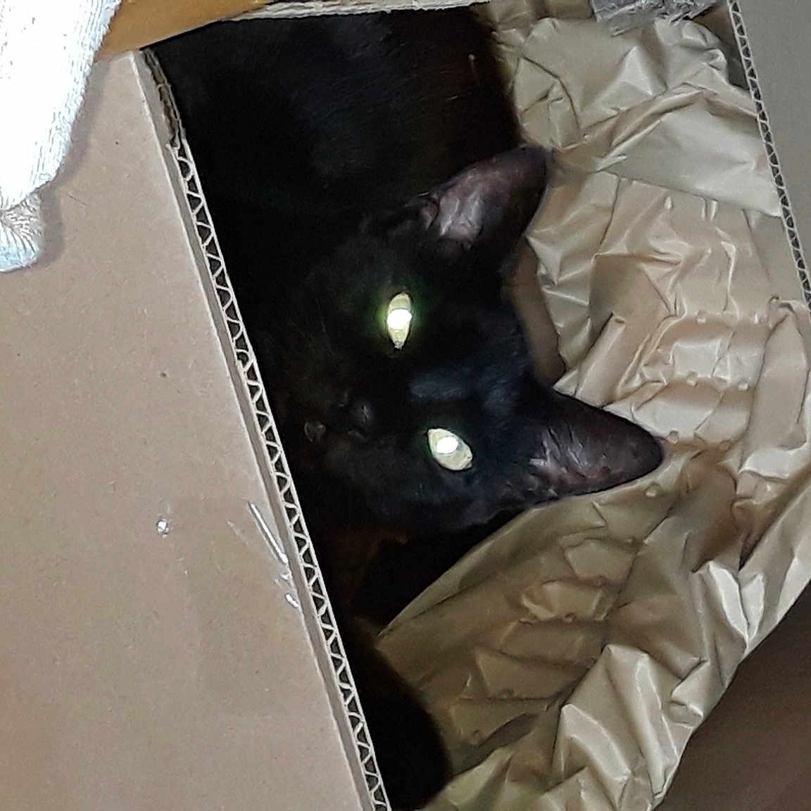 Diamond joined the competition — help win amazing prizes! bag, black_cat, carmine, carnivore, cat, comfort, domestic_short_haired_cat, felidae, fur, grey, material_property, packaging_and_labeling, packing_materials, paper_product, pattern, room, small_to_medium_sized_cats, tail, whiskers, wood