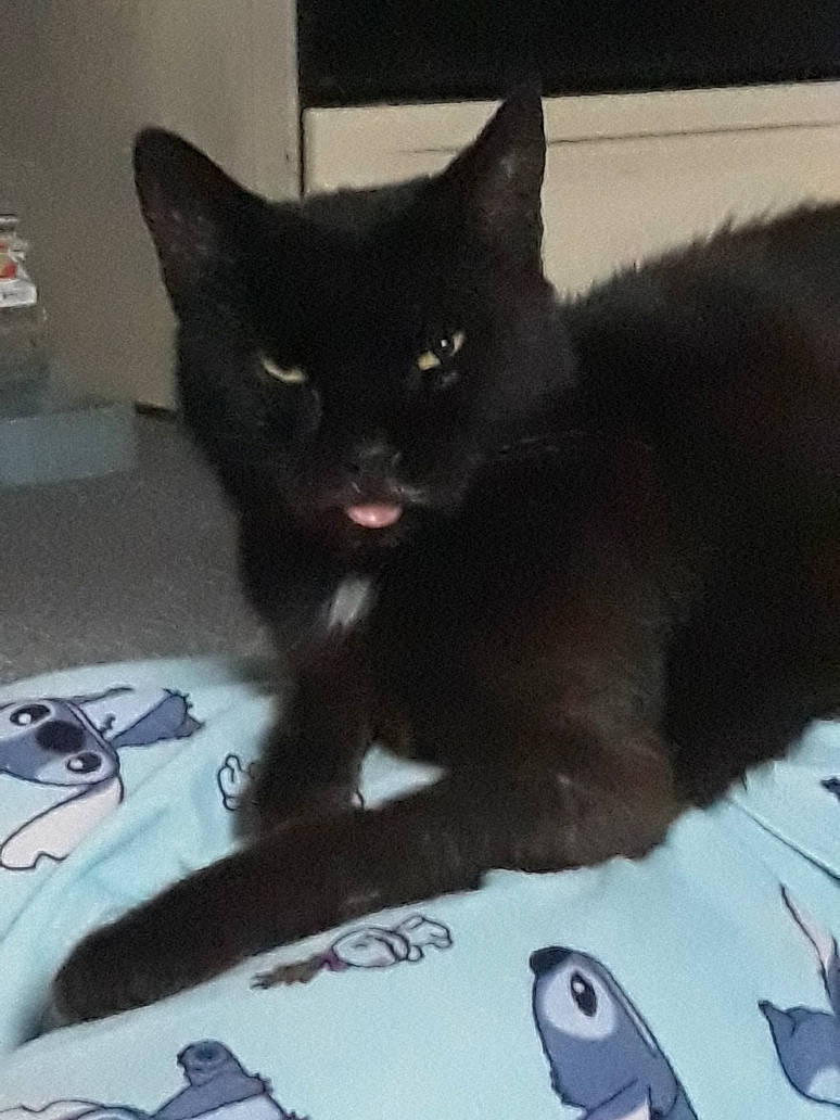 Diamond is registered to the contest to win money with this photo: black_cat, bombay, carmine, carnivore, cat, claw, comfort, domestic_short_haired_cat, eye, felidae, foot, fur, gadget, grey, paw, small_to_medium_sized_cats, snout, tail, whiskers