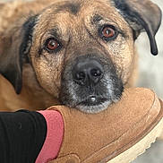Bailey joined the competition — help win amazing prizes! dog, pet, close_up, face, eyes, nose, muzzle, fur, brown, slipper, shoe, suede, pink_sock, human_leg, indoors, bokeh, resting, gaze, portrait, cozy