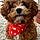 Oliver