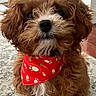 dog, brown_fur, curly_fur, pet, bandana, red_bandana, paw_prints, indoor, carpet, close_up, cute, animal, portrait, furry, small_dog, sitting, face, nose, ears, fur